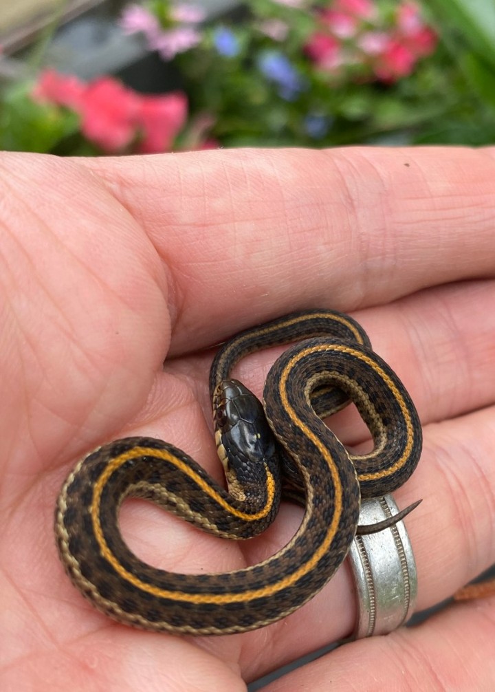 Coast Garter Snake